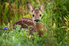 Bambi :-)