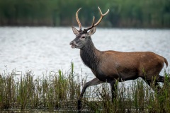 250915_rykowisko-116