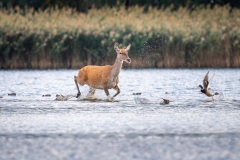 250929_rykowisko-181