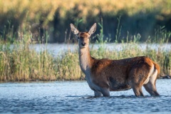 250929_rykowisko-2271