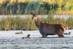 250929_rykowisko-2626