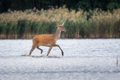 250929_rykowisko-264