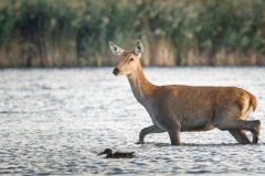 250929_rykowisko-2860