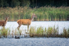 250929_rykowisko-351