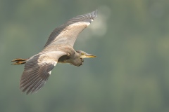 20260701_czapla-5