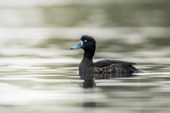260414_lezczok-3