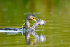 20260705_kormoran-1