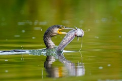 20260705_kormoran-2