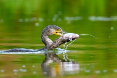 20260705_kormoran-3