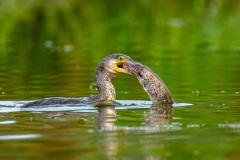 20260705_kormoran-4