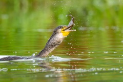 20260705_kormoran-5