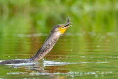 20260705_kormoran-6