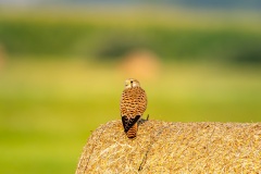 20260703_pustulka-4