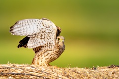 20260703_pustulka-6