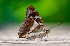 Motyl