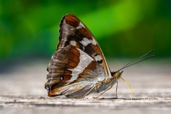 Motyl