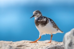 20260223_camac_-5669