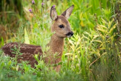 Bambi :-)