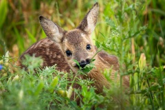 Bambi :-)