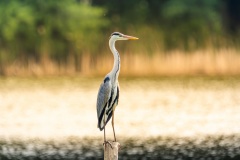 Czapla Siwa
