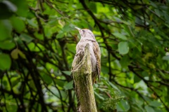 Dzięcioł Zielonosiwy