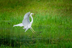 Czapla  Biała