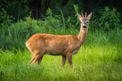 251_biebrza-6