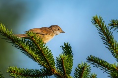 251_biebrza-9