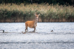 250929_rykowisko-190