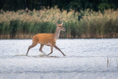250929_rykowisko-266