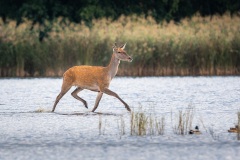250929_rykowisko-275